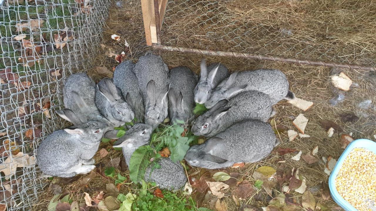 Pensiunea Agroturistica Cerna, Vaideeni, Valcea 外观 照片